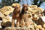 AIREDALE TERRIER 100